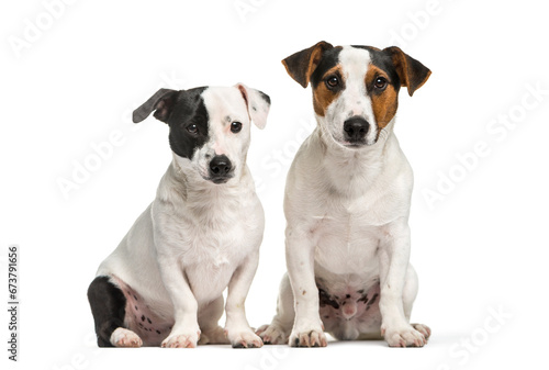 two Jack Rusell dog, sitting together, cut-out