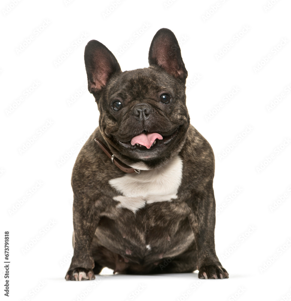 Panting French Bulldog sitting in front of a white background