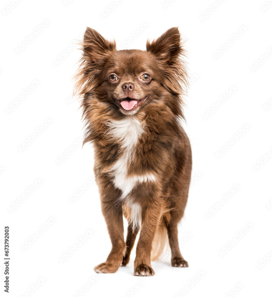Brown panting Chihuahua standing in front of a white background