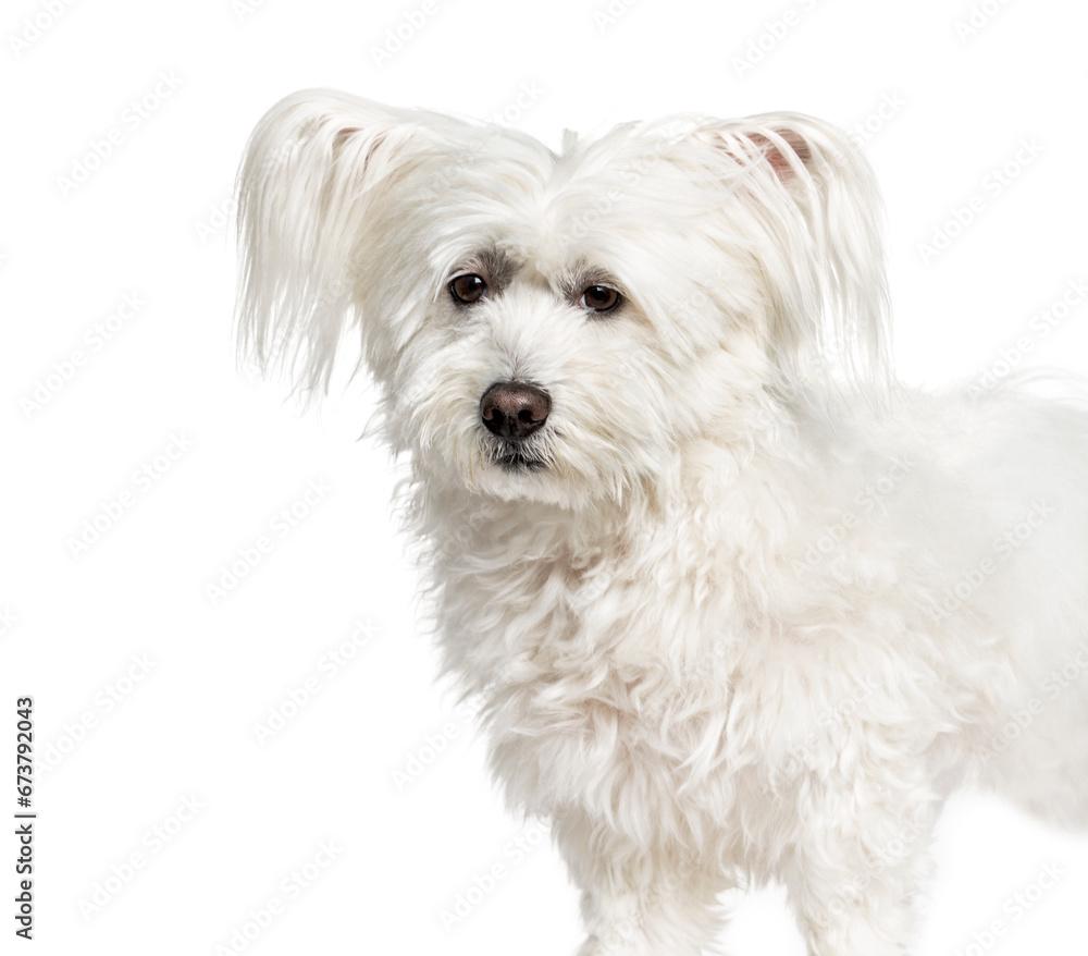 White Maltese dog, sitting, cut-out