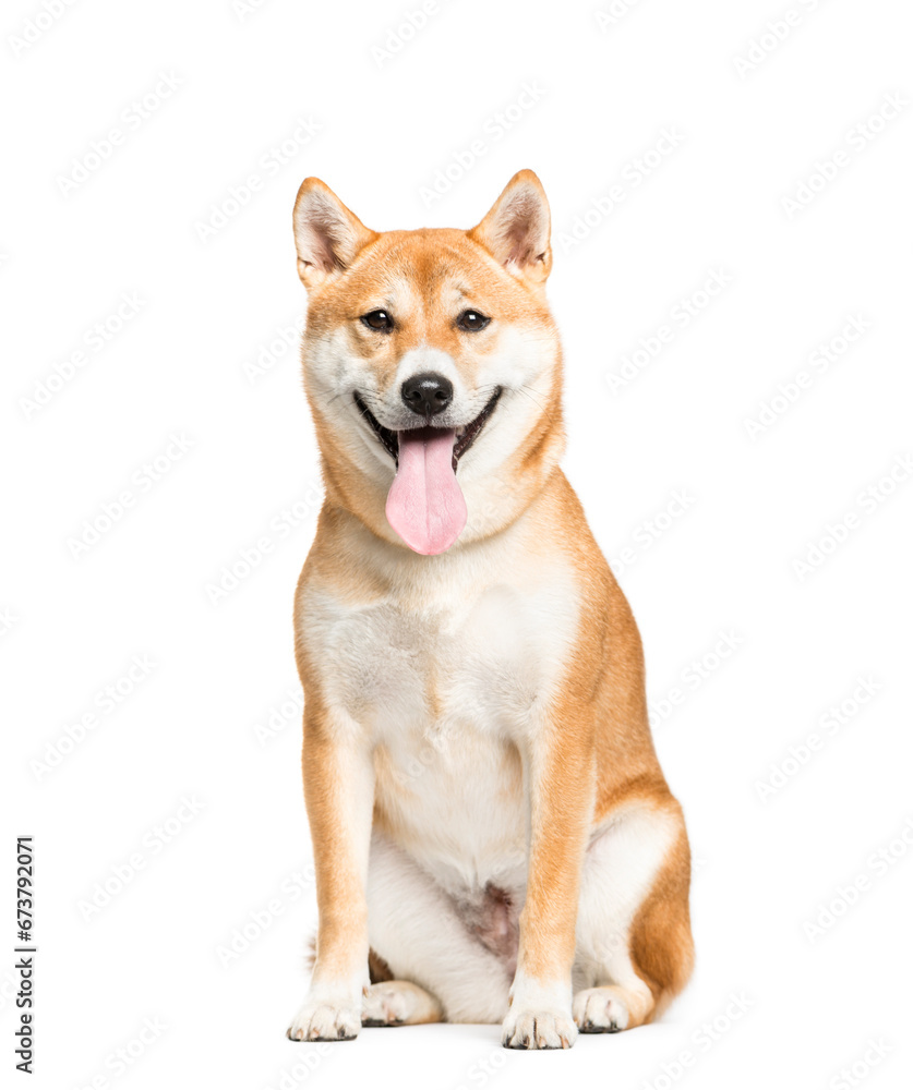 Panting Shiba Inu dog sitting in front, isolated