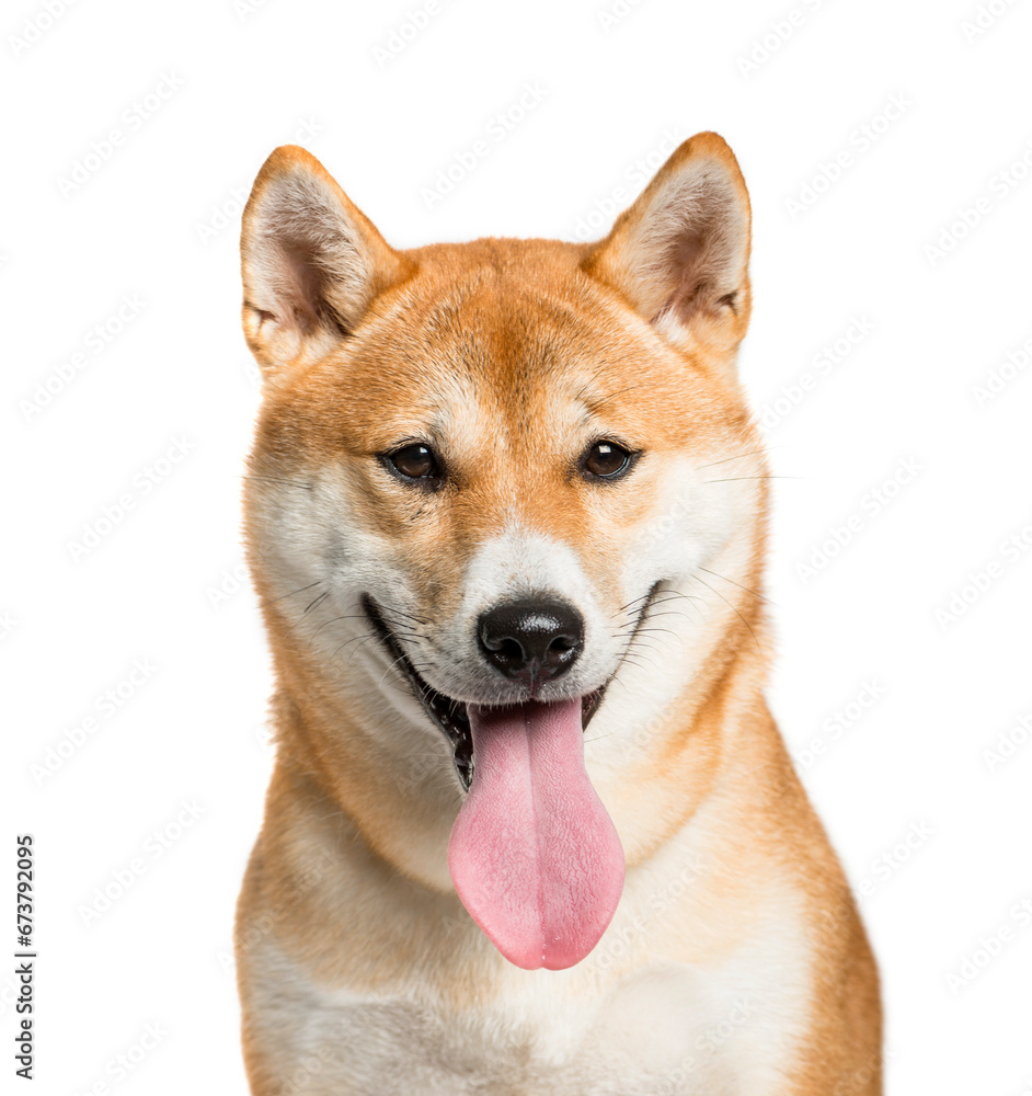 Close-up of a Panting Shiba Inu dog sitting in front, isolated