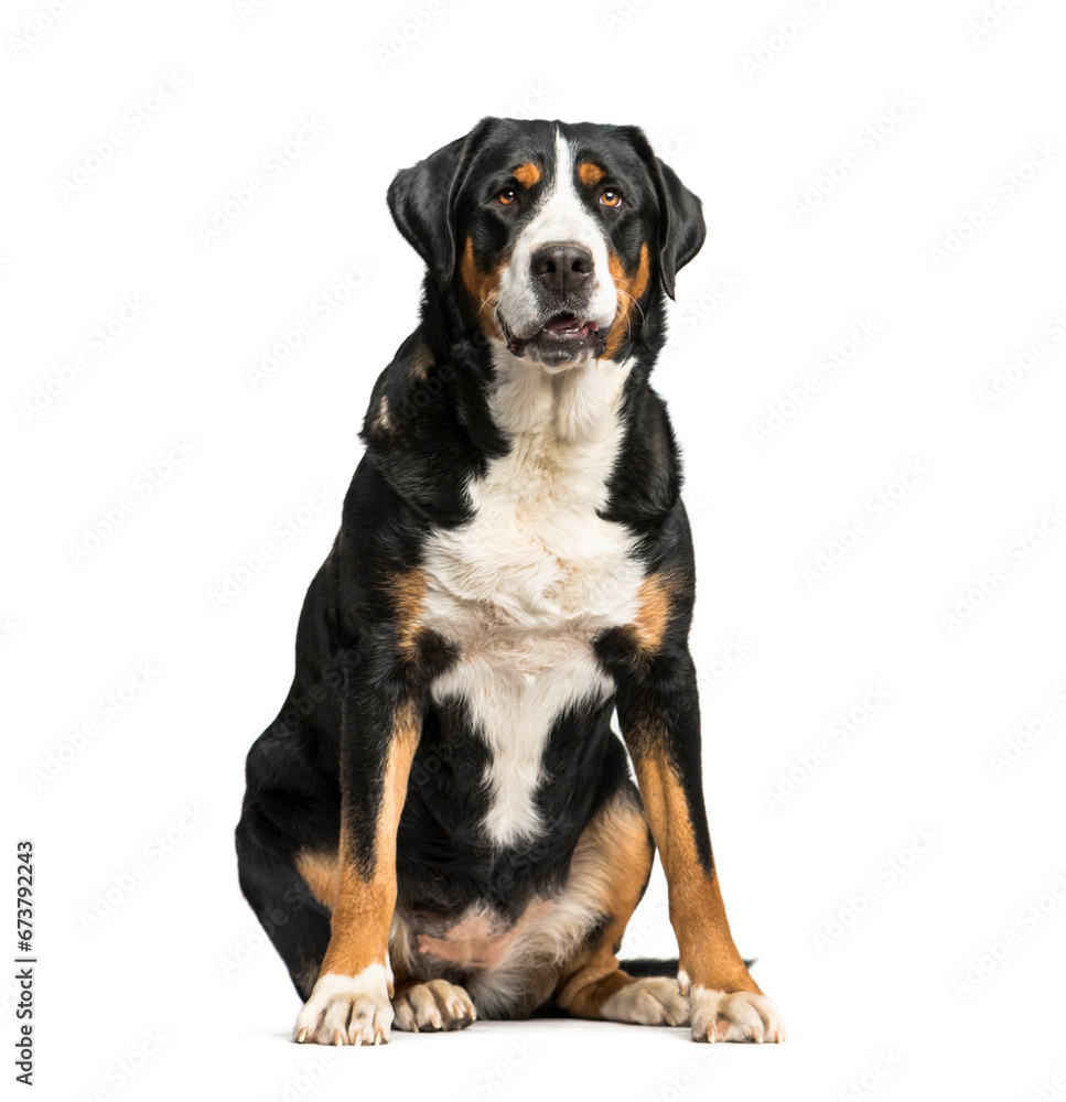 Panting Greater Swiss Mountain Dog sitting, isolated