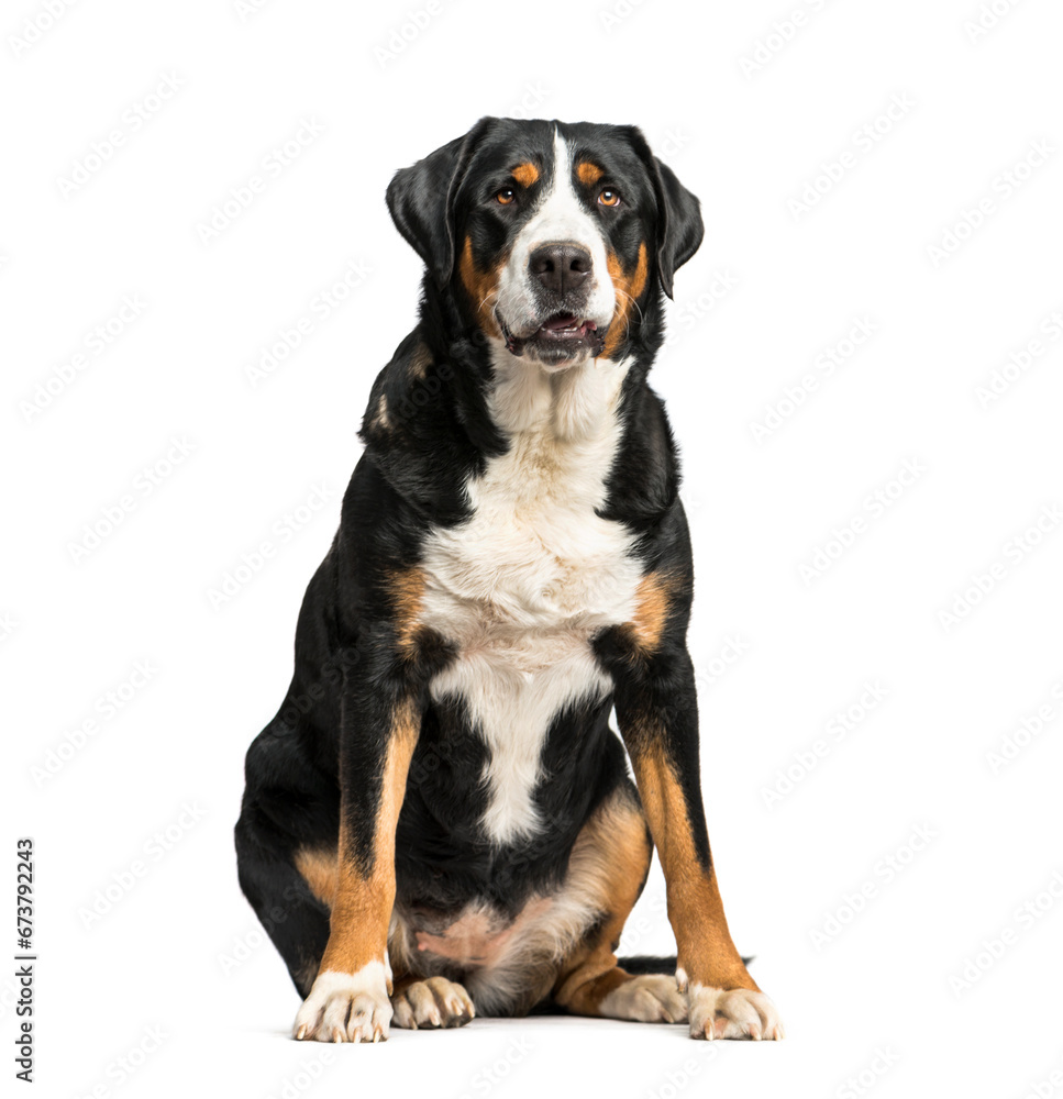 Panting Greater Swiss Mountain Dog sitting, isolated Panting Greater Swiss Mountain Dog sitting, isolated