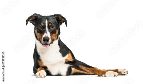 Greater Swiss Mountain Dog lying down, isolated photo