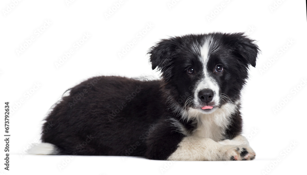 Lying down Border Collie puppy, cut-out