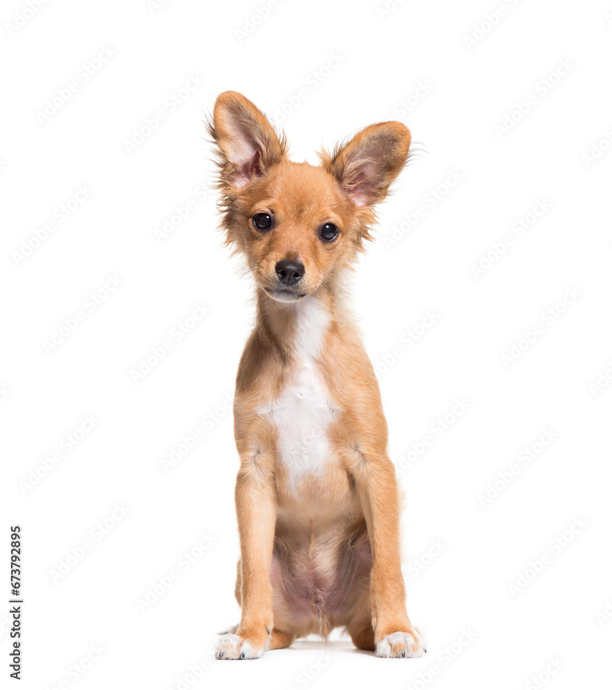 Brown Mixed-breed dog sitting in front of a white background