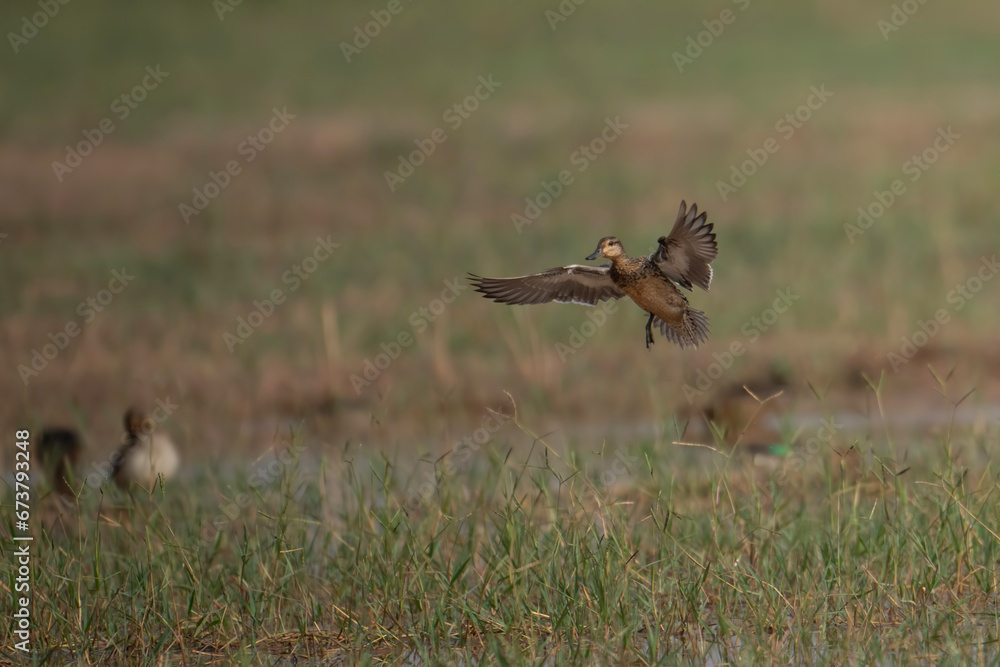 Fototapeta premium Duck landing in Pond 