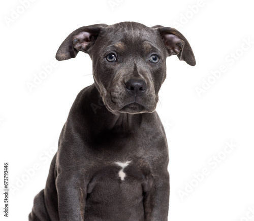 Close-up of a Grey American Staffordshire Terrier dog  isolated on white