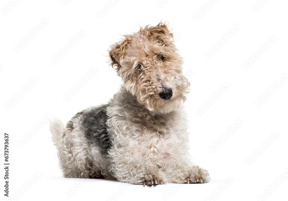 Lying down Fox Terrier dog, isolated on white Lying down Fox Terrier dog, isolated on white