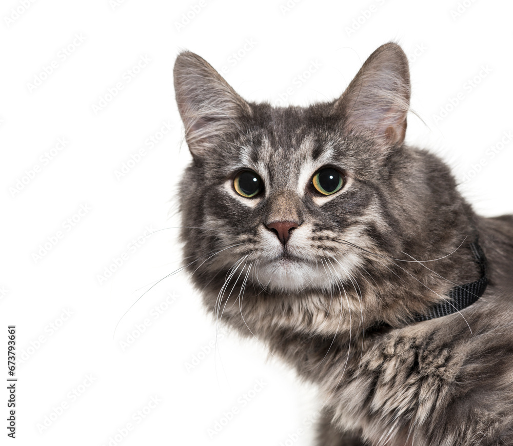 Close-up of a Norwegian Forest Cat Isolated