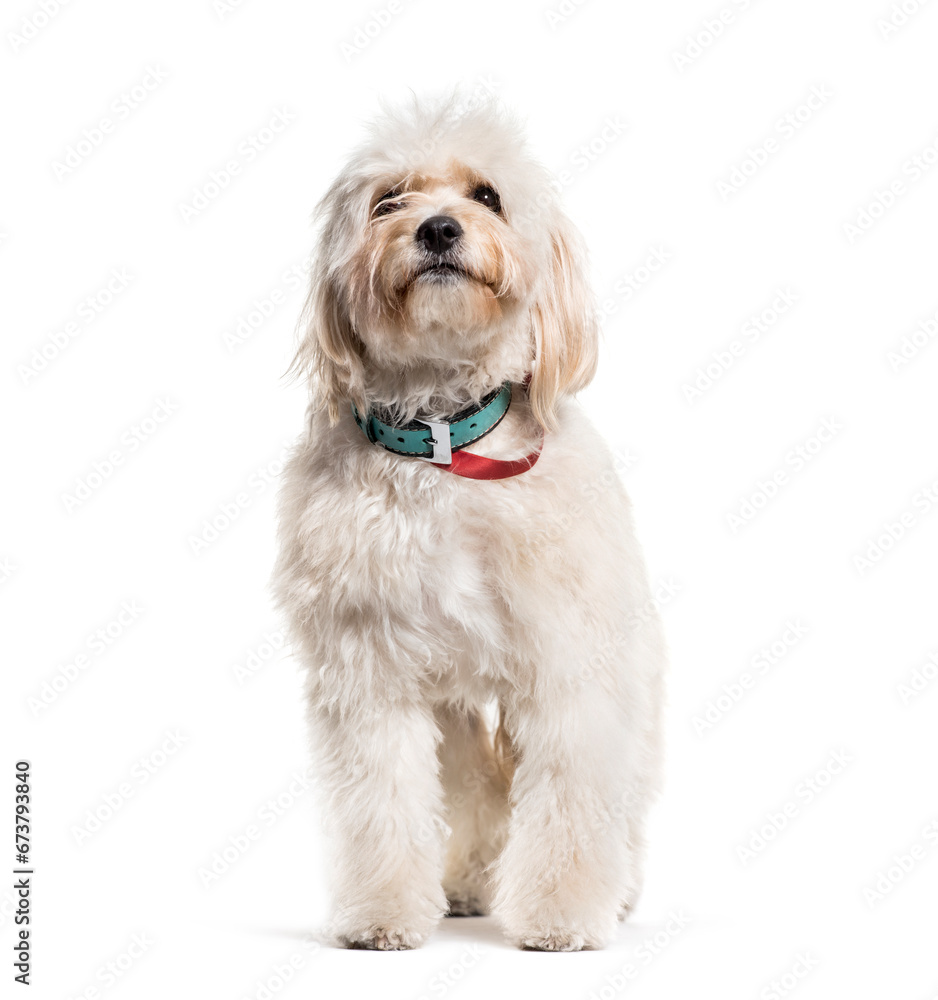 White standing Mixed-breed dog, isolated on white White standing Mixed-breed dog, isolated on white