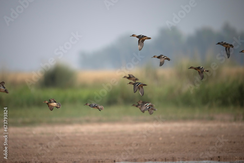 Flock of Ducks Flying over Wetland 