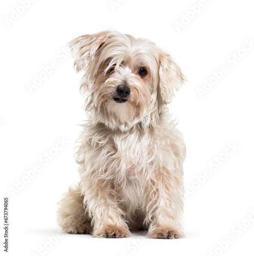 Shaggy sitting Mixed-breed dog, isolated on white