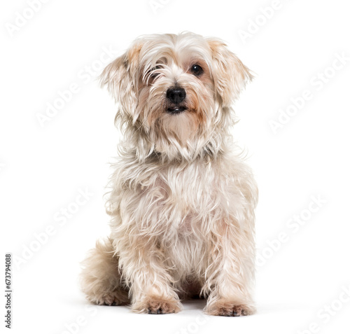 Shaggy sitting Mixed-breed dog, isolated on white