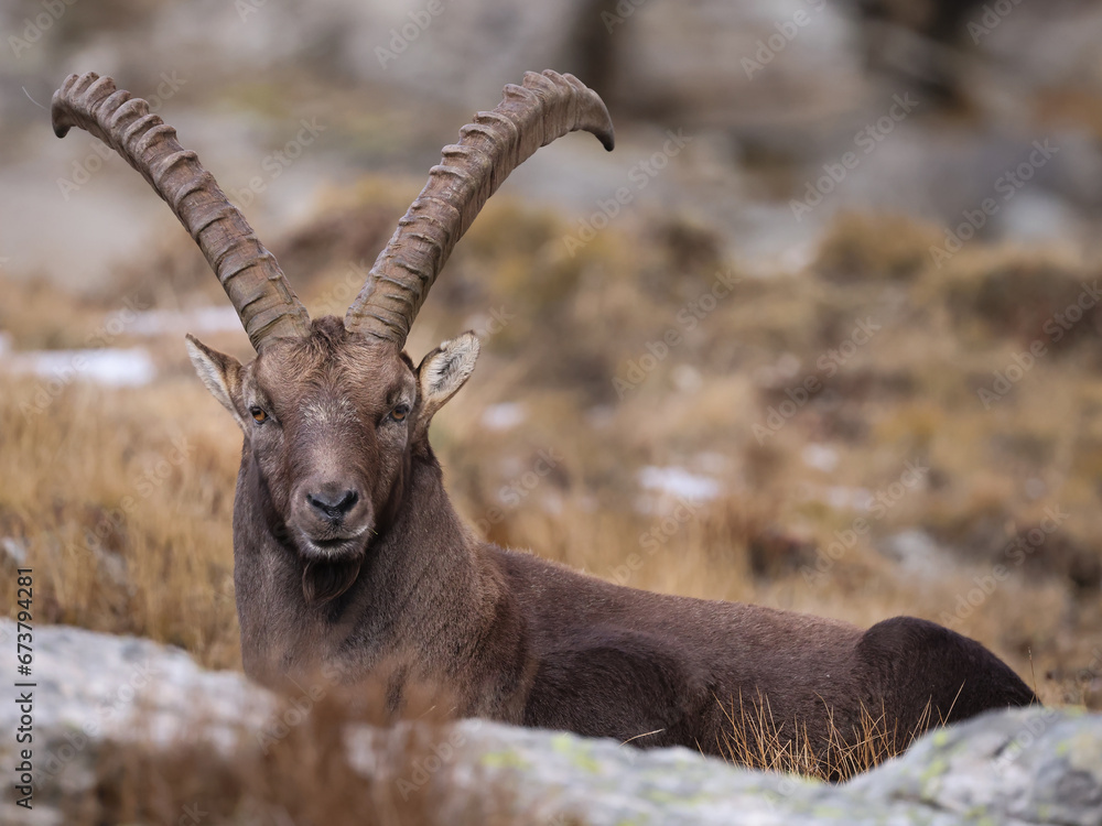 Ibex watching while lying on the autumn grass