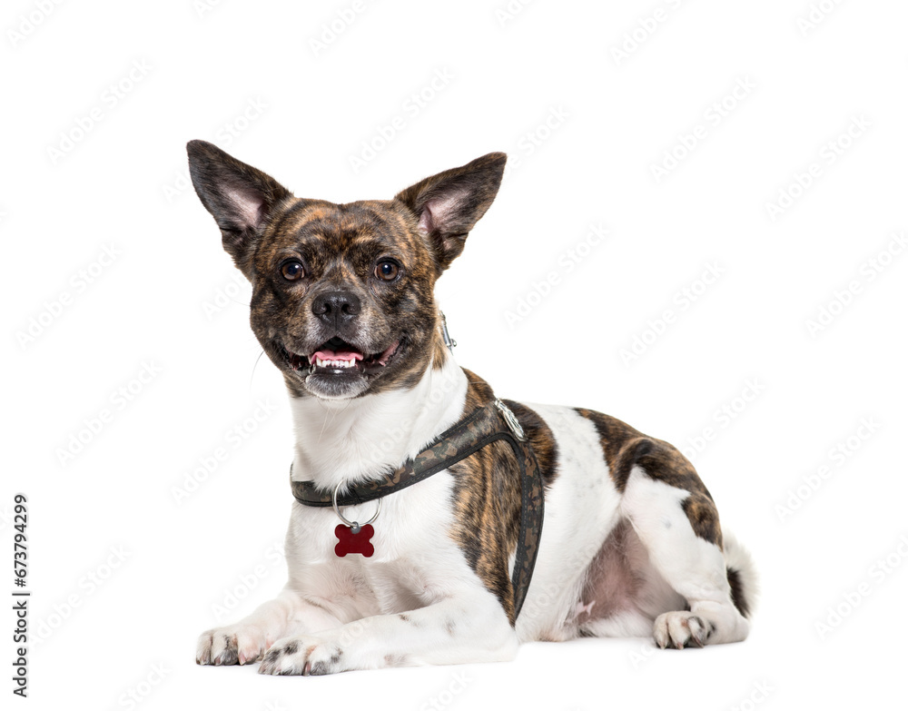 Sitting and panting Mixed-breed dog, isolated on white