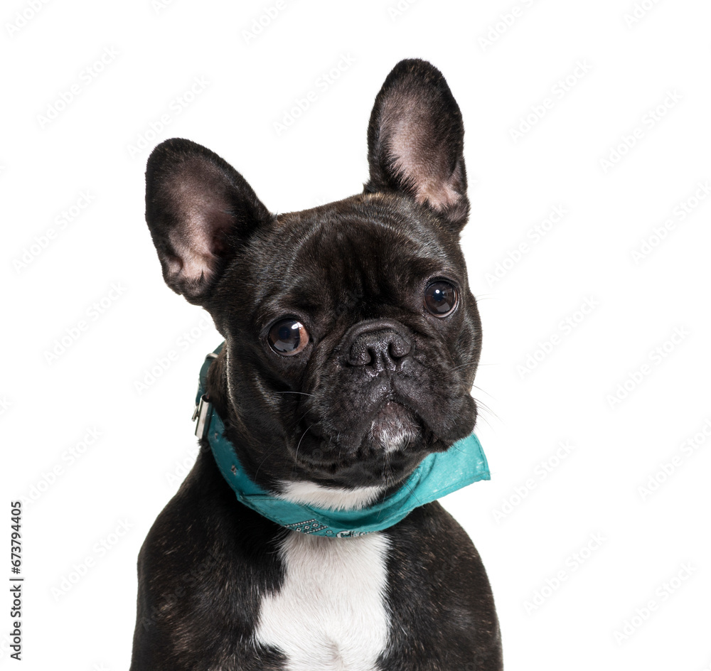 Close-up of a French Bulldog dog, isolated on white