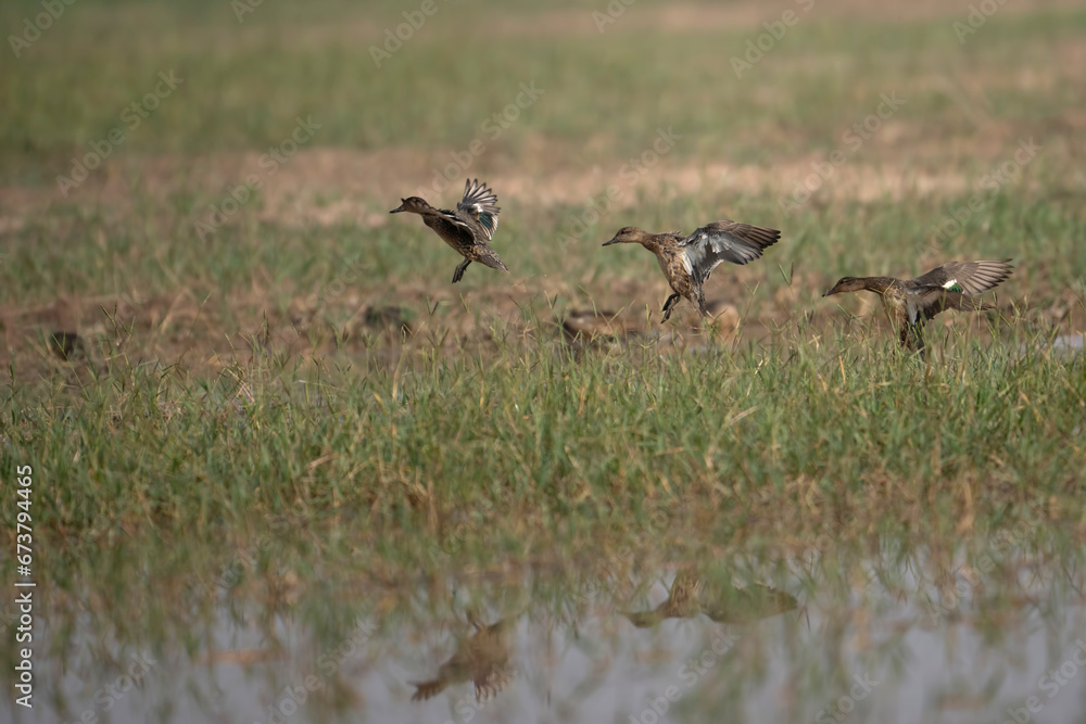 Flock of Ducks Flying over Wetland Flock of Ducks Flying over Wetland