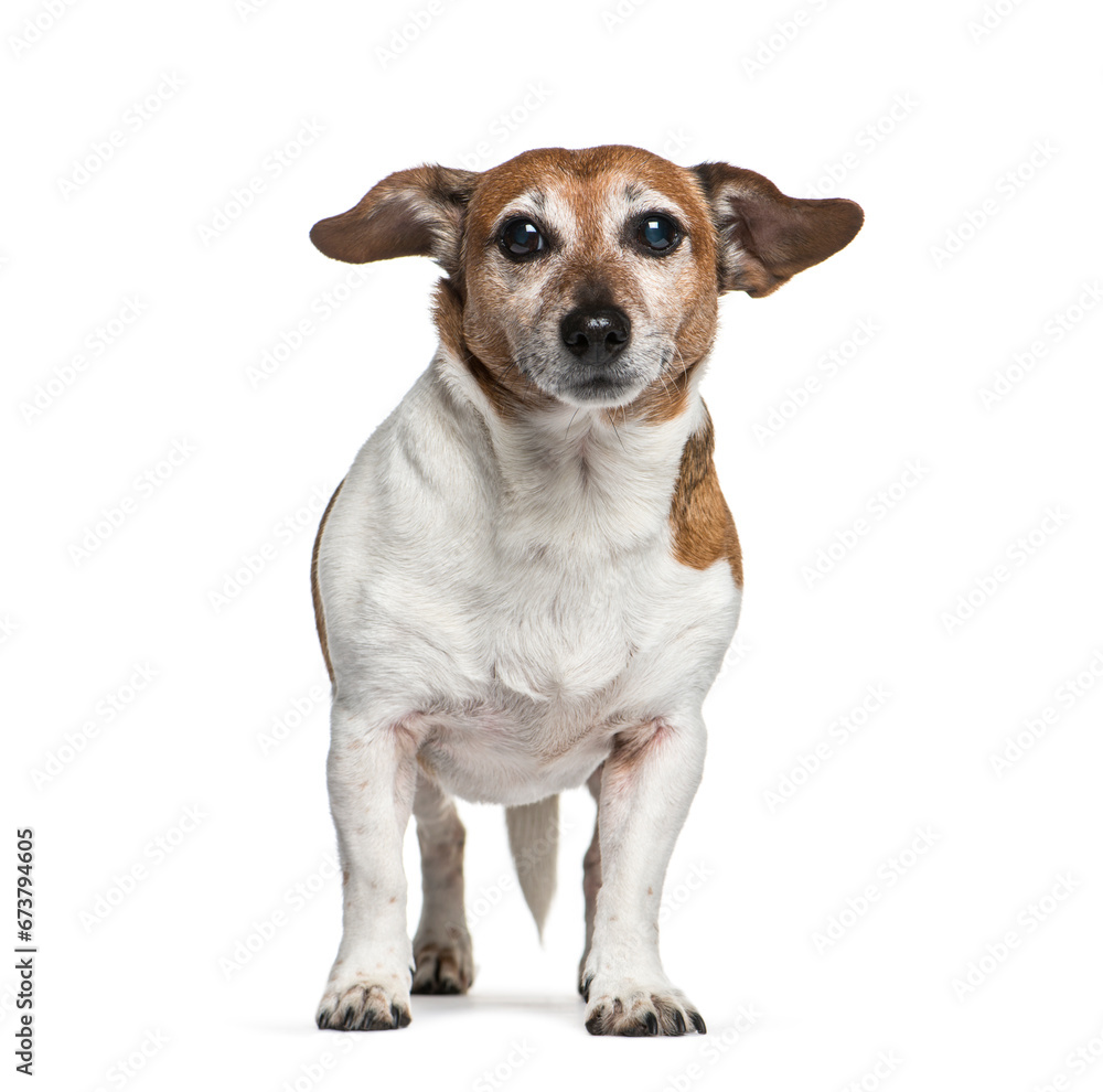 Old Standing Jack Russel dog, isolated on white
