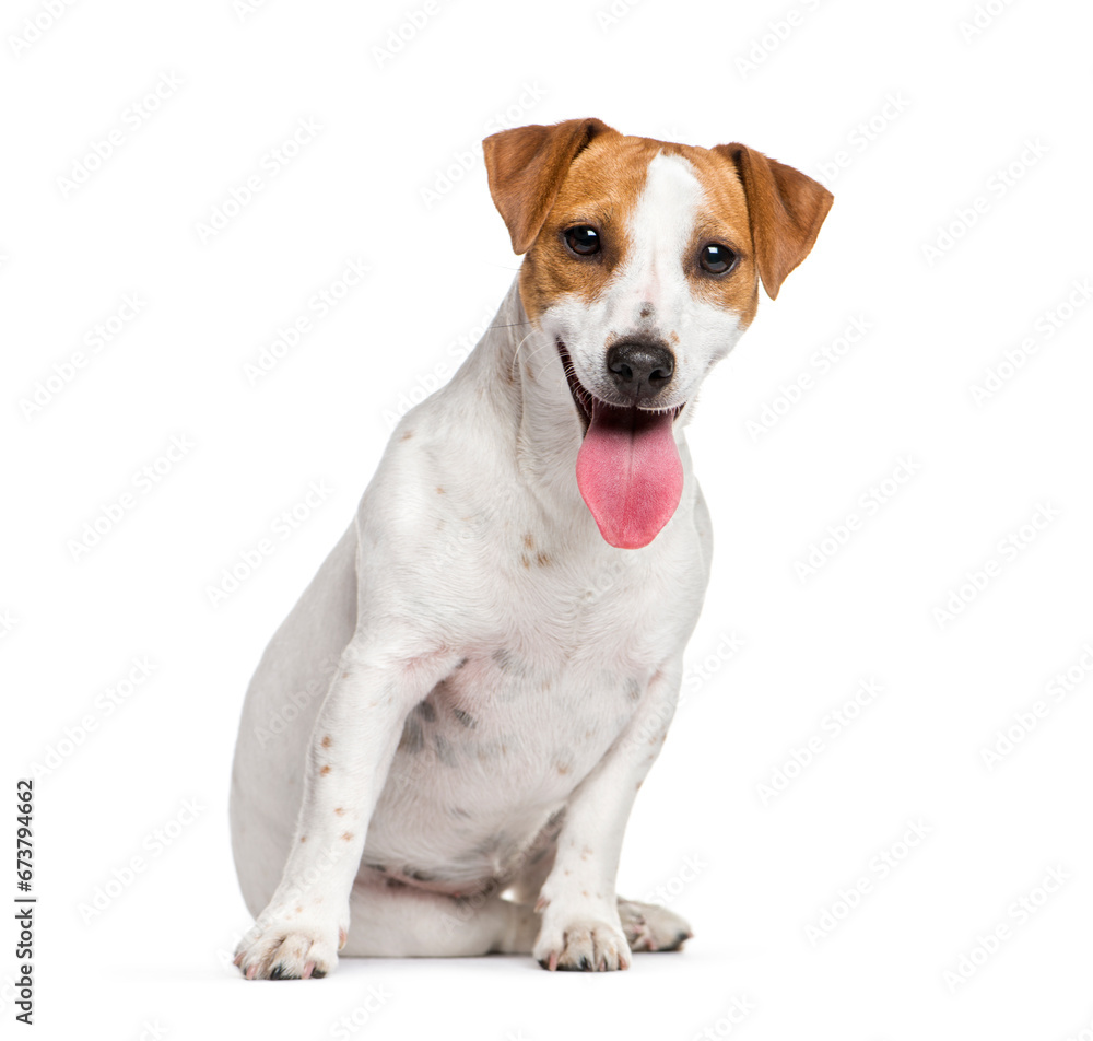Sitting Jack Russell Terrier dog panting, isolated on white