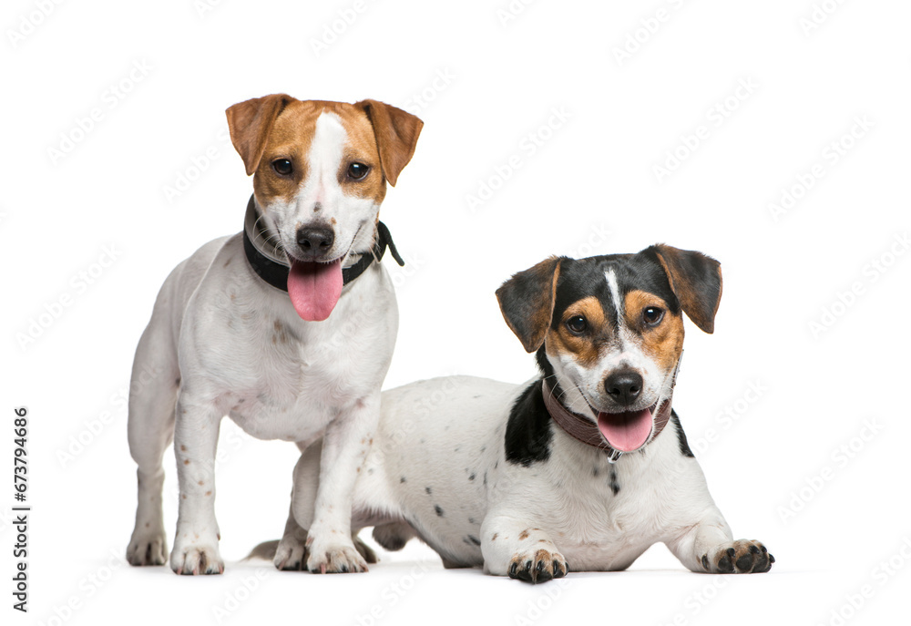 Two Jack Russell Terrier dogs, together,  isolated on white