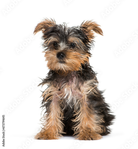 Sitting Yorkshire Terrier dog isolated on white