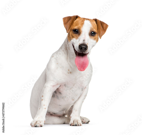 Sitting Jack Russell Terrier dog panting, isolated on white