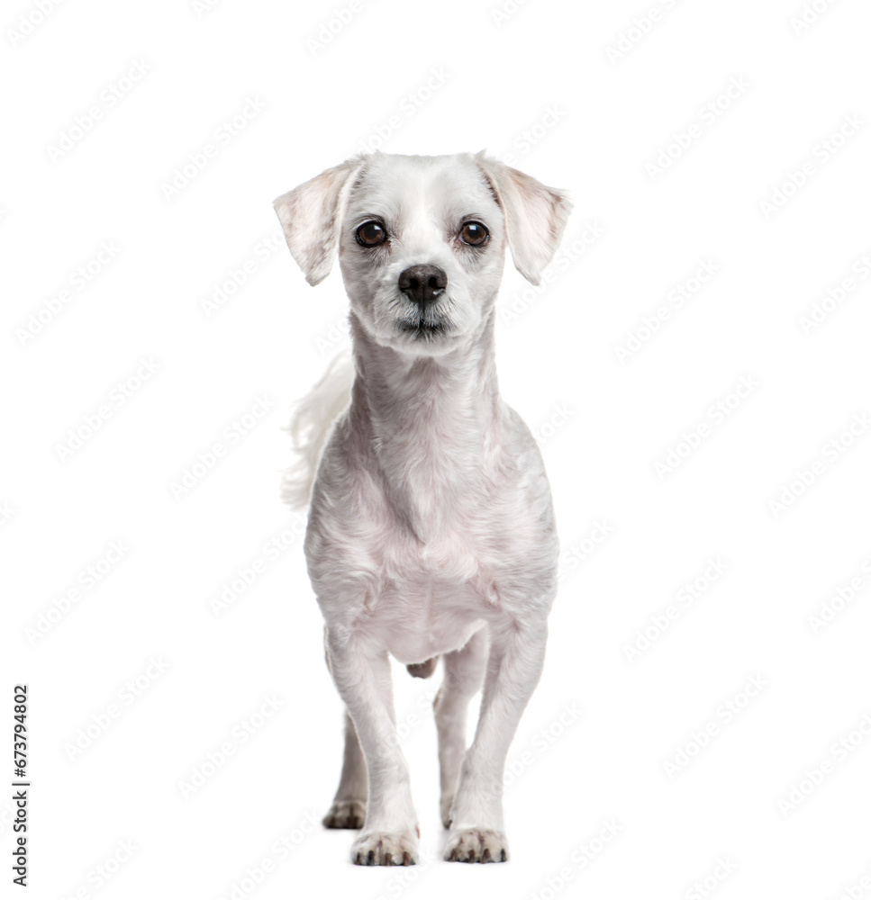 Standing Maltese dog, isolated on white