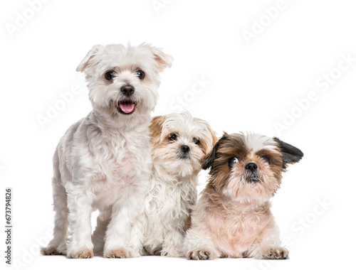 Group of dogs Shih-tzu and Maltese together, isolated on white © Eric Isselée