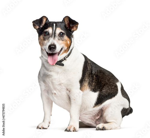 Mixed-breed dog sitting against white background © Eric Isselée