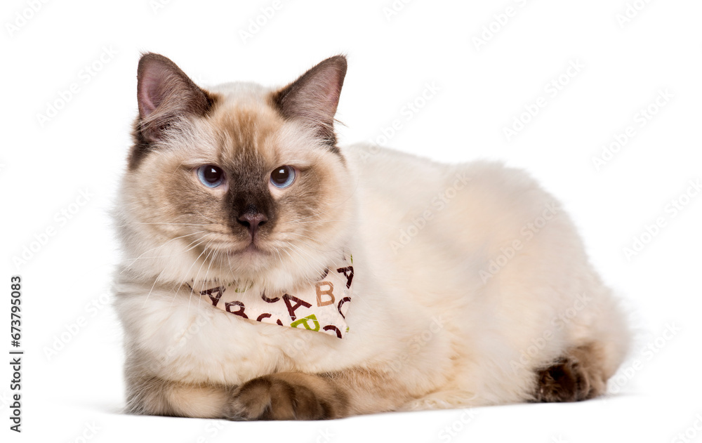 Ragdoll cat looking at camera against white background