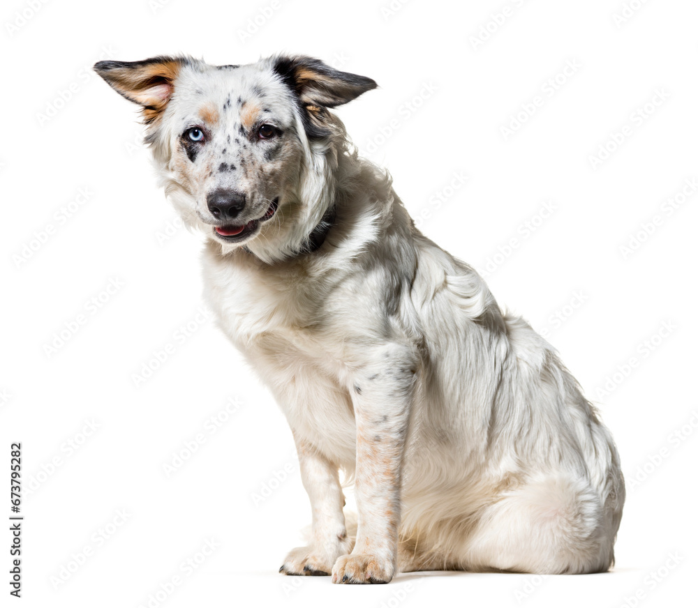 Mixed-breed dog , 7 months old, sitting against white background