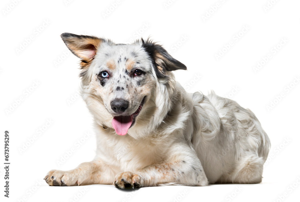 Mixed-breed dog , 7 months old, looking at camera against white