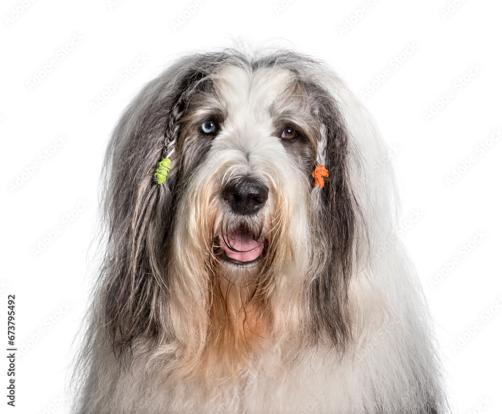 Bobtail with braids against white background Bobtail with braids against white background