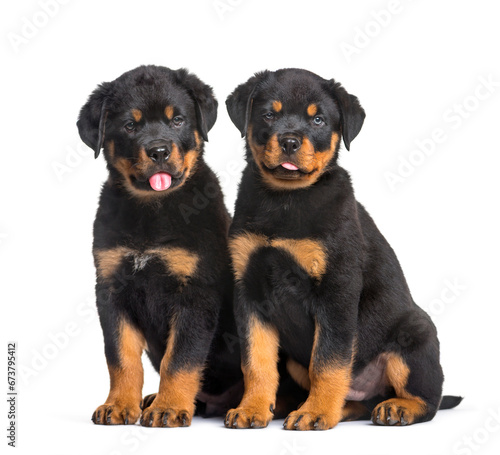 two Rottweiler puppies, 10 weeks old, sitting against white back