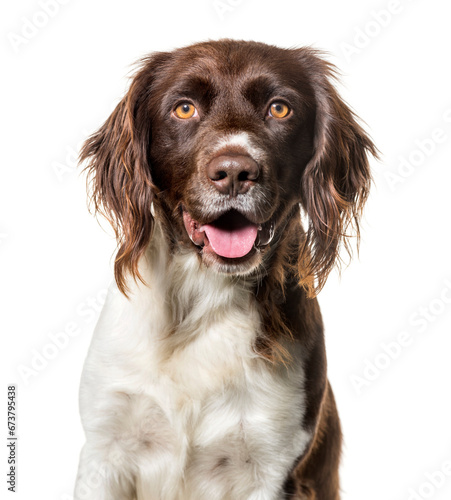 Fototapeta Naklejka Na Ścianę i Meble -  Munsterlander dog looking at camera against white background