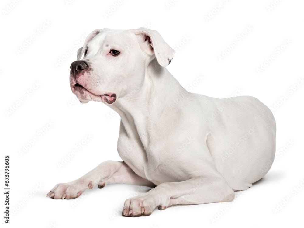 Fototapeta premium Dogo Argentino looking at camera against white background