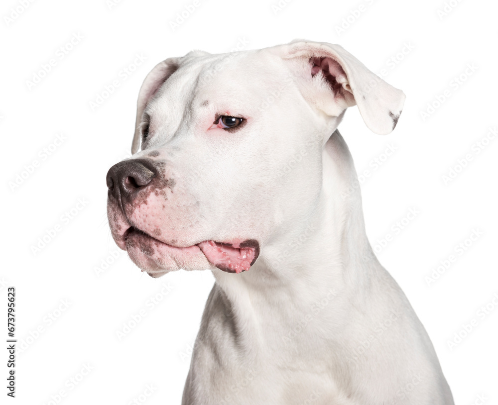 Dogo Argentino looking at camera against white background