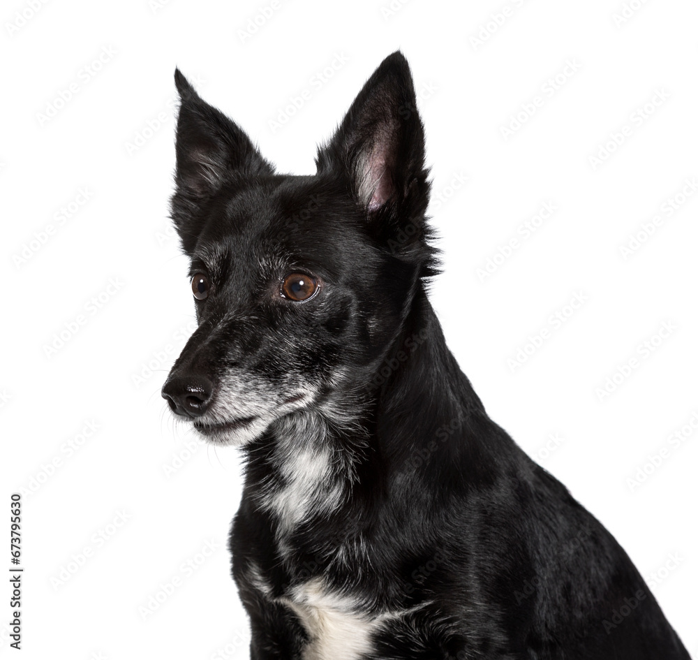 Mixed-breed, against white background Mixed-breed, against white background
