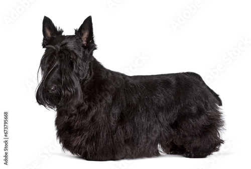 Scottish Terrier standing against white background photo