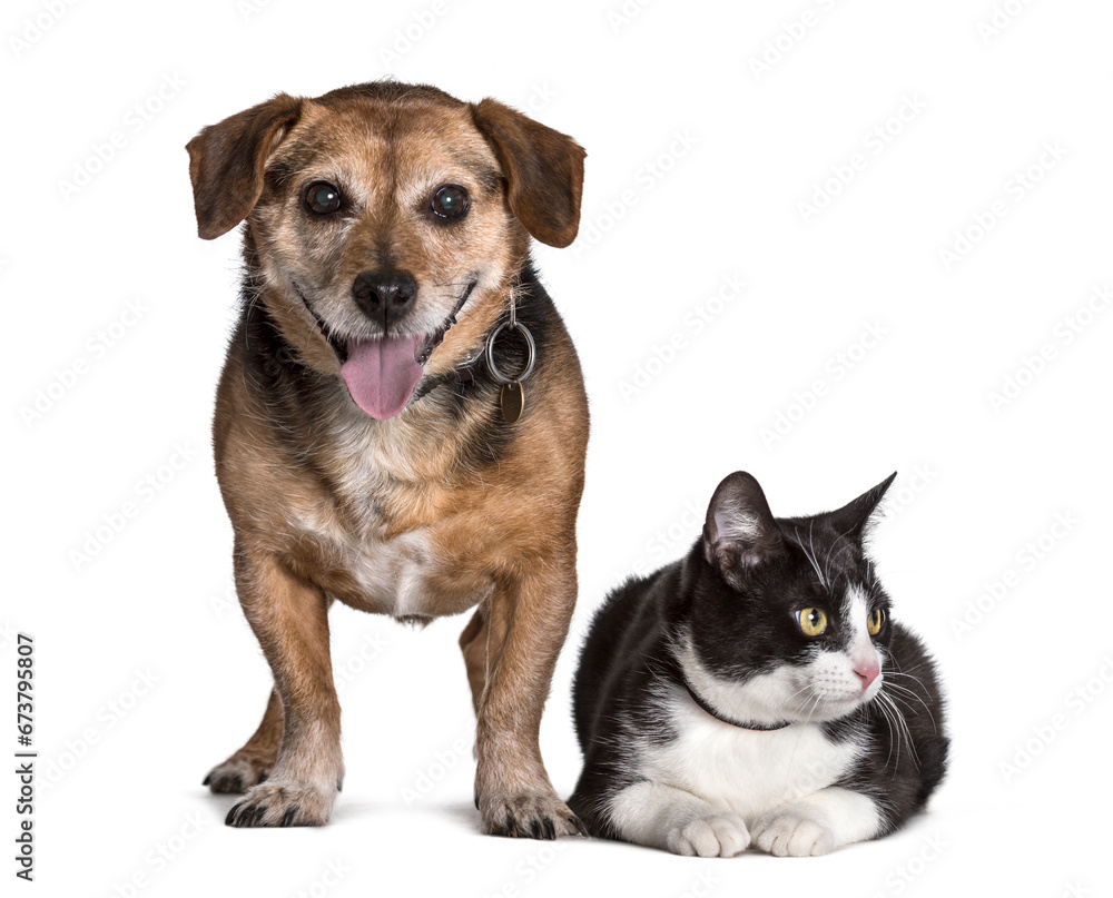 Mixed breed dog and cat standing against white background Mixed breed dog and cat standing against white background