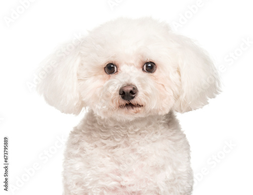Bichon frise looking at camera against white background