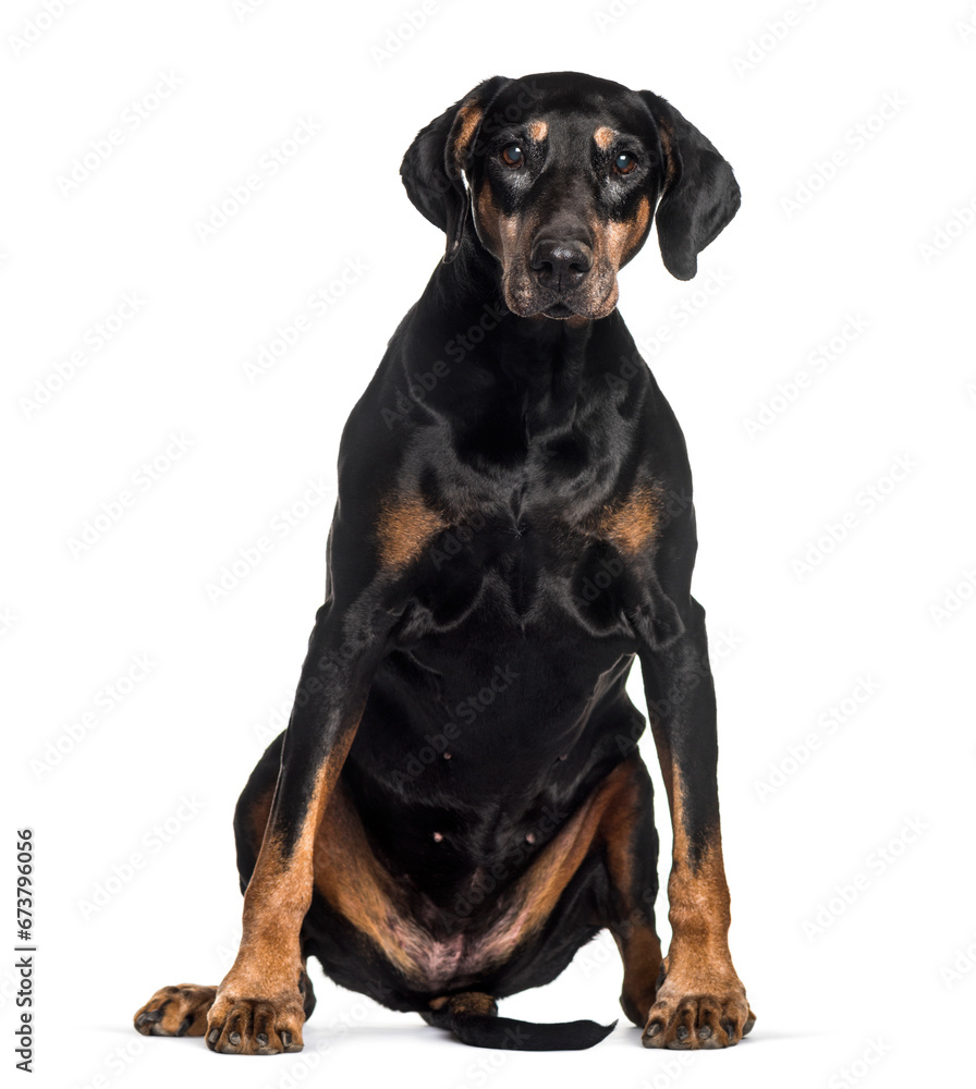 Doberman sitting against white background