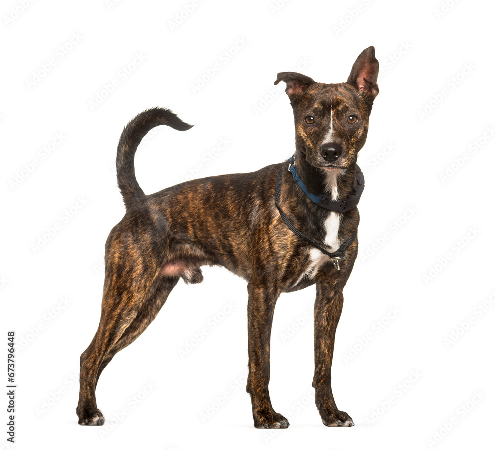 Crossbreed dog standing against white background