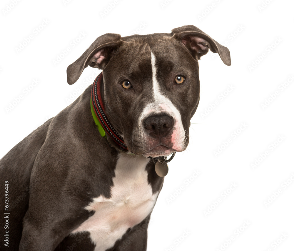 American Pit Bull Terrier dog looking at camera against white ba
