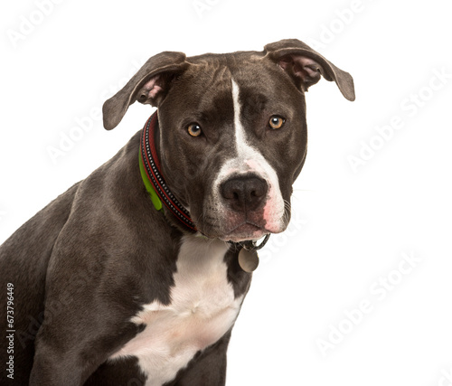 American Pit Bull Terrier dog looking at camera against white ba