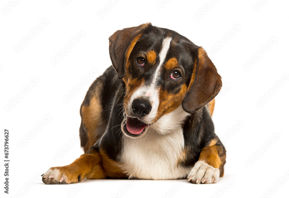 Mixed-breed dog between a border collie and a malinois looking a Mixed-breed dog between a border collie and a malinois looking a