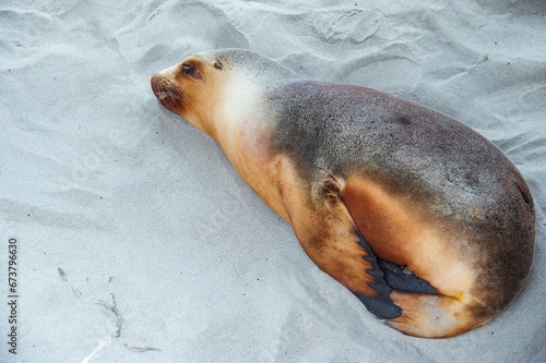 Sea lion resting comfortably on a sandy beach