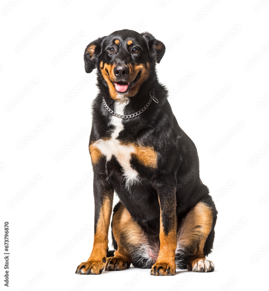 mixed-breed dog sitting in front of a white background mixed-breed dog sitting in front of a white background